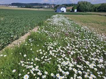 Mehrjähriger Blühstreifen zwischen Sojabohne und Zuckerrübe.jpg © Bienenzentrum OÖ Mehrjähriger Blühstreifen zwischen Sojabohne und Zuckerrübe.jpg © Bienenzentrum OÖ