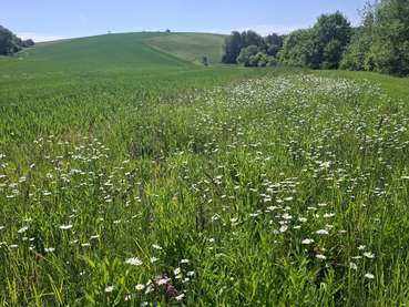 Mehrjähriger Gewässerrandstreifen mit regional zertifiziertem Saatgut.jpg © Bienenzentrum OÖ Mehrjähriger Gewässerrandstreifen mit regional zertifiziertem Saatgut.jpg © Bienenzentrum OÖ
