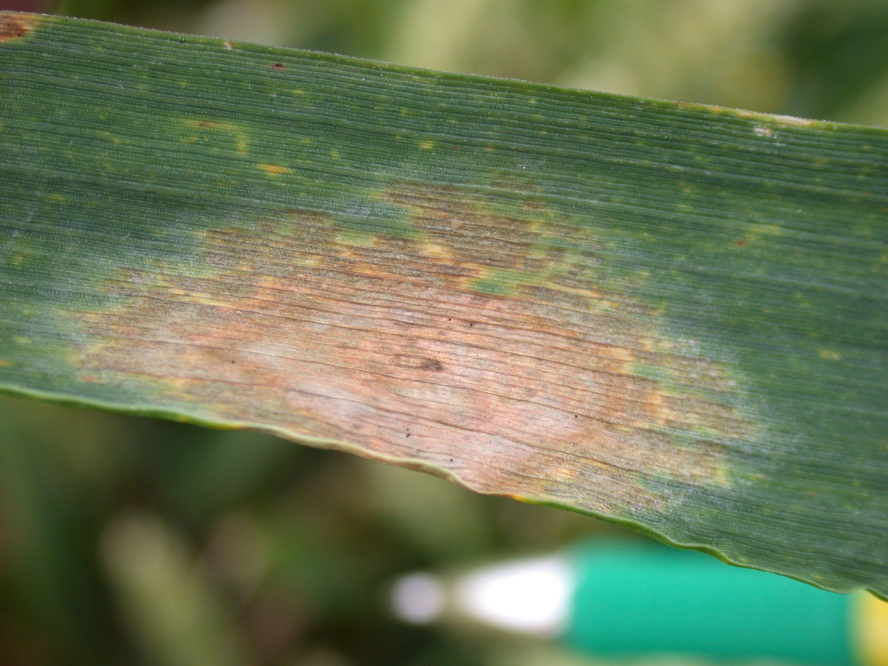 Kopie von Blattfusarium 3.jpg © LK OÖ/Köppl