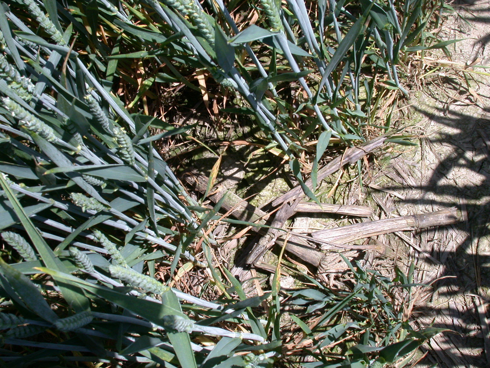WW-Maisreste zur Blüte 2.jpg © LK OÖ/Köppl