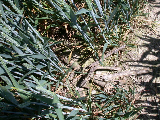 WW-Maisreste zur Blüte 2.jpg © LK OÖ/Köppl