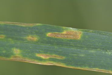 WW-S.tritici 14.jpg © LK OÖ/Köppl
