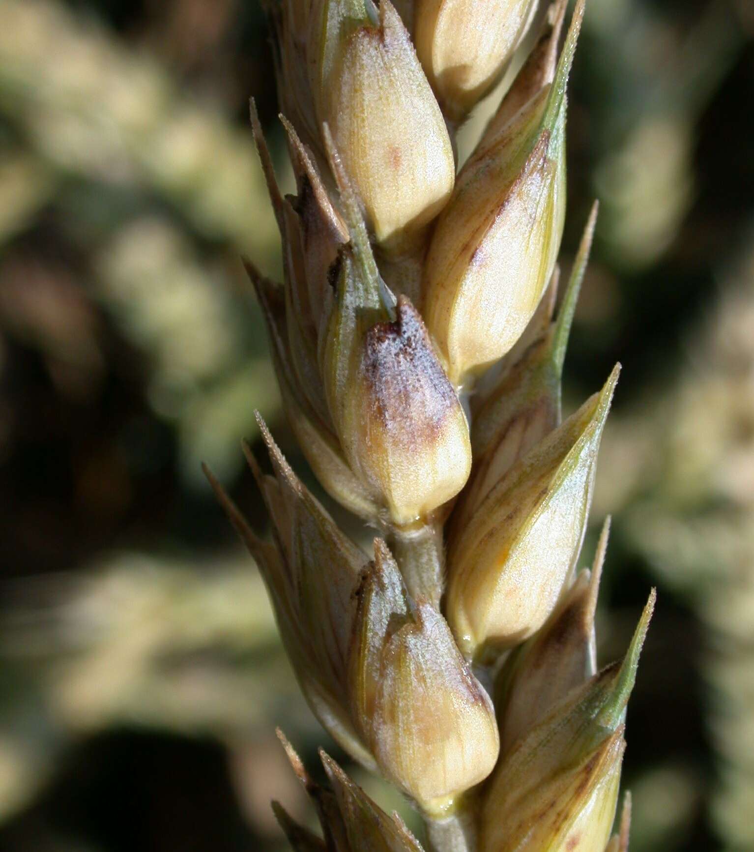 WW-Ährenseptoria 3.jpg © LK OÖ/Köppl