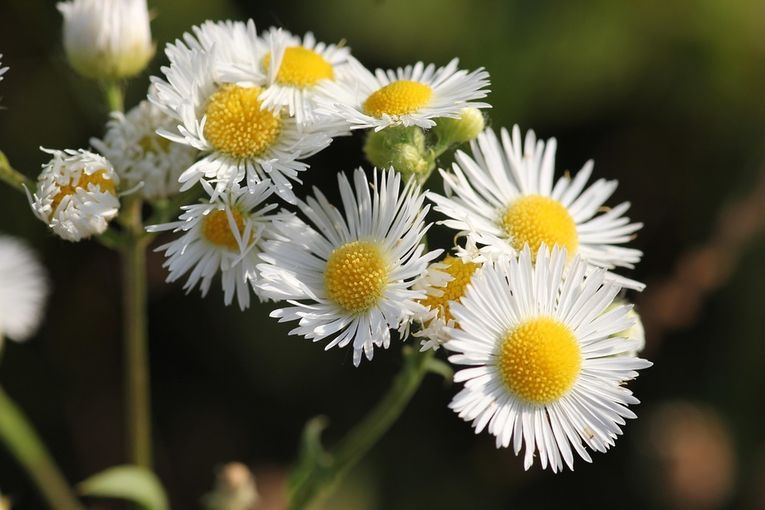 erigeron-annuus-2424766_960_720.jpg © Pixabay