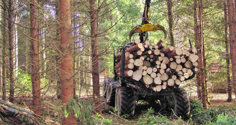 Holzerntesysteme und Wasseraufnahme durch Waldboden untersucht.jpg © Mooslechner