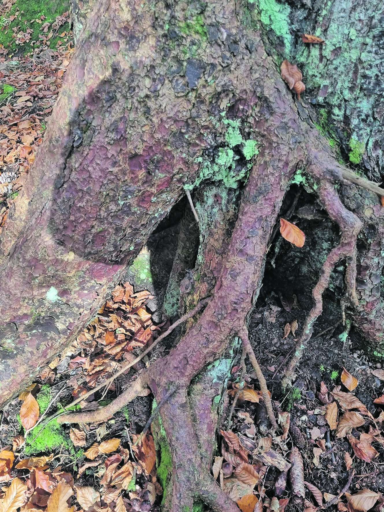 Höhlenbaum .jpg © Leitner/LKÖ