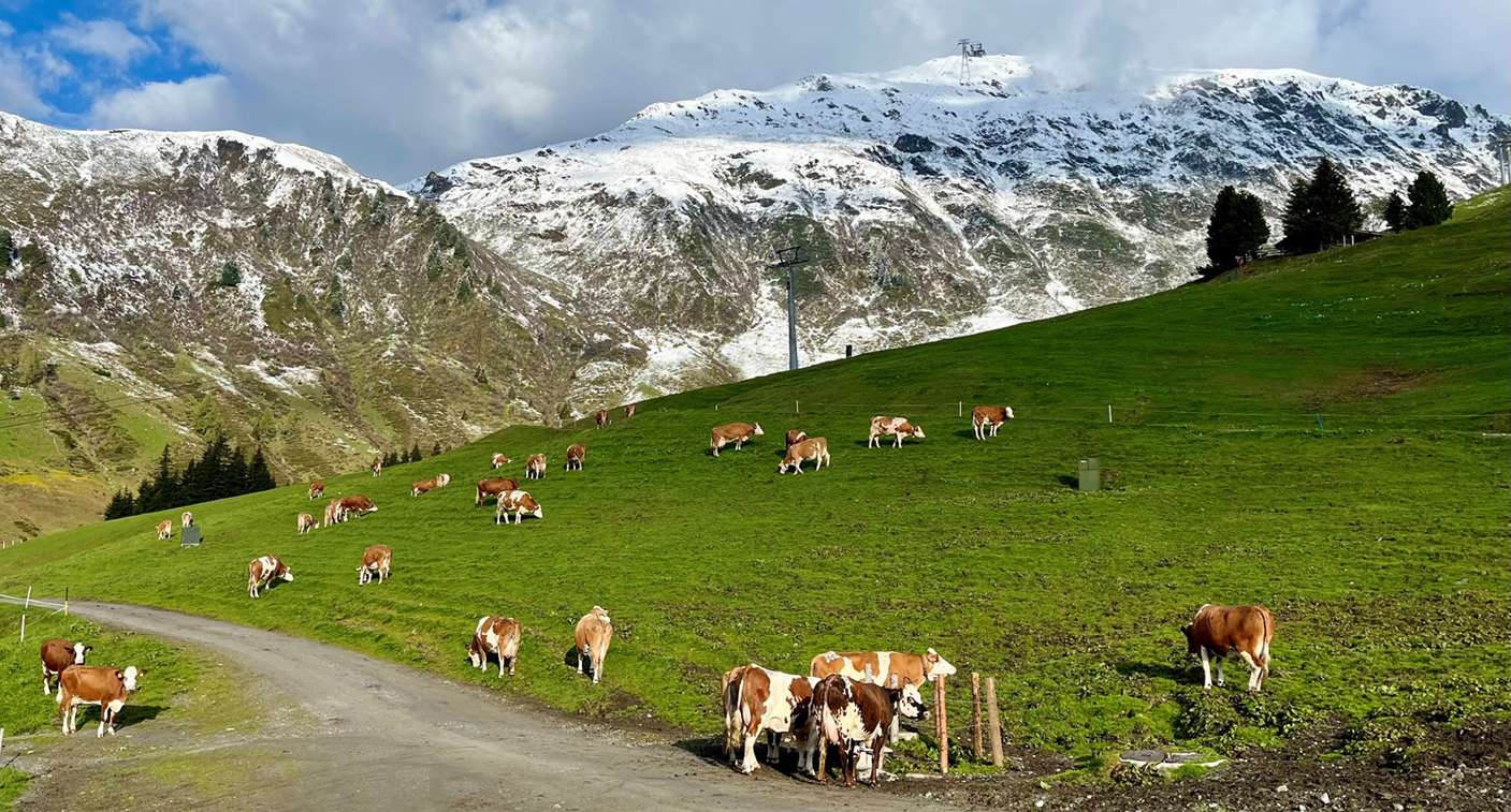 Rinder auf der Alm © Neuner