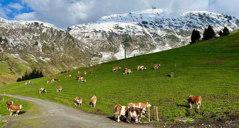 Rinder auf der Alm © Neuner