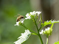 Biodiversität © Adobe Stock/mathisprod