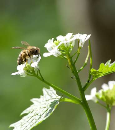 Biodiversität.jpg © Adobe Stock/mathisprod
