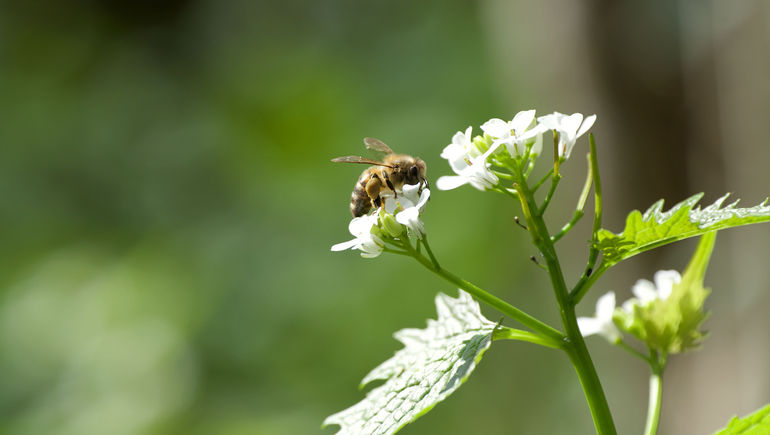 Biodiversität.jpg © Adobe Stock/mathisprod