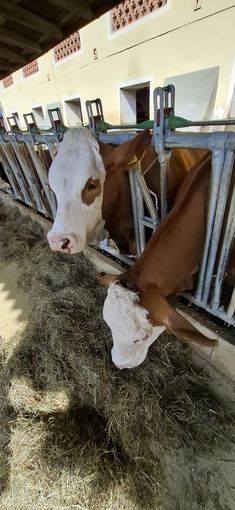 © Petritz/Pesentheiner © Petritz/Pesentheiner