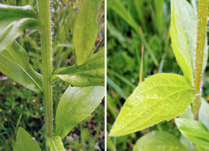 Bildcollage Berufkraut.jpg © LK OÖ/Fritscher