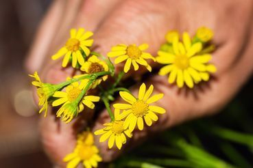 Kreuzkräuter.jpg © Angeringer/LK