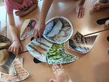 Infoplakat über Brotgetreide mit Kinderhänden © Bäuerinnenorganisation Steiermark