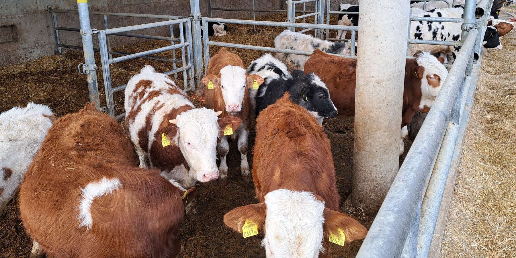 Kalb rose Fradler.jpg © LK Kärnten/Augustin Kalb rose Fradler.jpg © LK Kärnten/Augustin