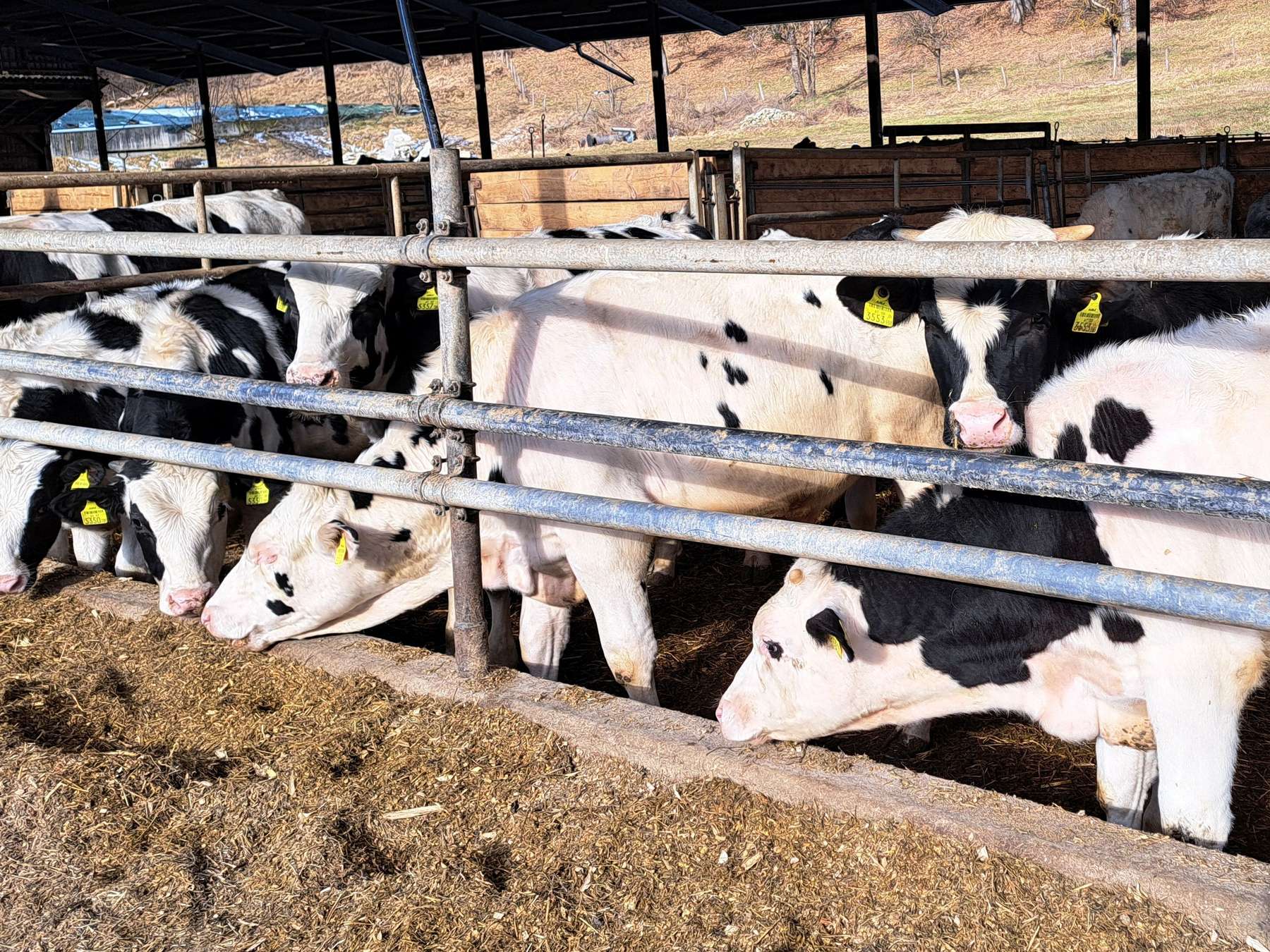 Kalb rose Pirker.jpg © LK Kärnten/Augustin Kalb rose Pirker.jpg © LK Kärnten/Augustin