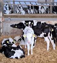 Kalb rose Kombination.jpg © LK Kärnten/Augustin Kalb rose Kombination.jpg © LK Kärnten/Augustin