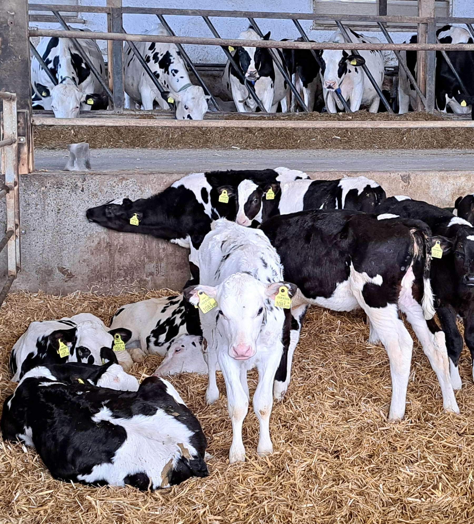 Kalb rose Kombination.jpg © LK Kärnten/Augustin Kalb rose Kombination.jpg © LK Kärnten/Augustin