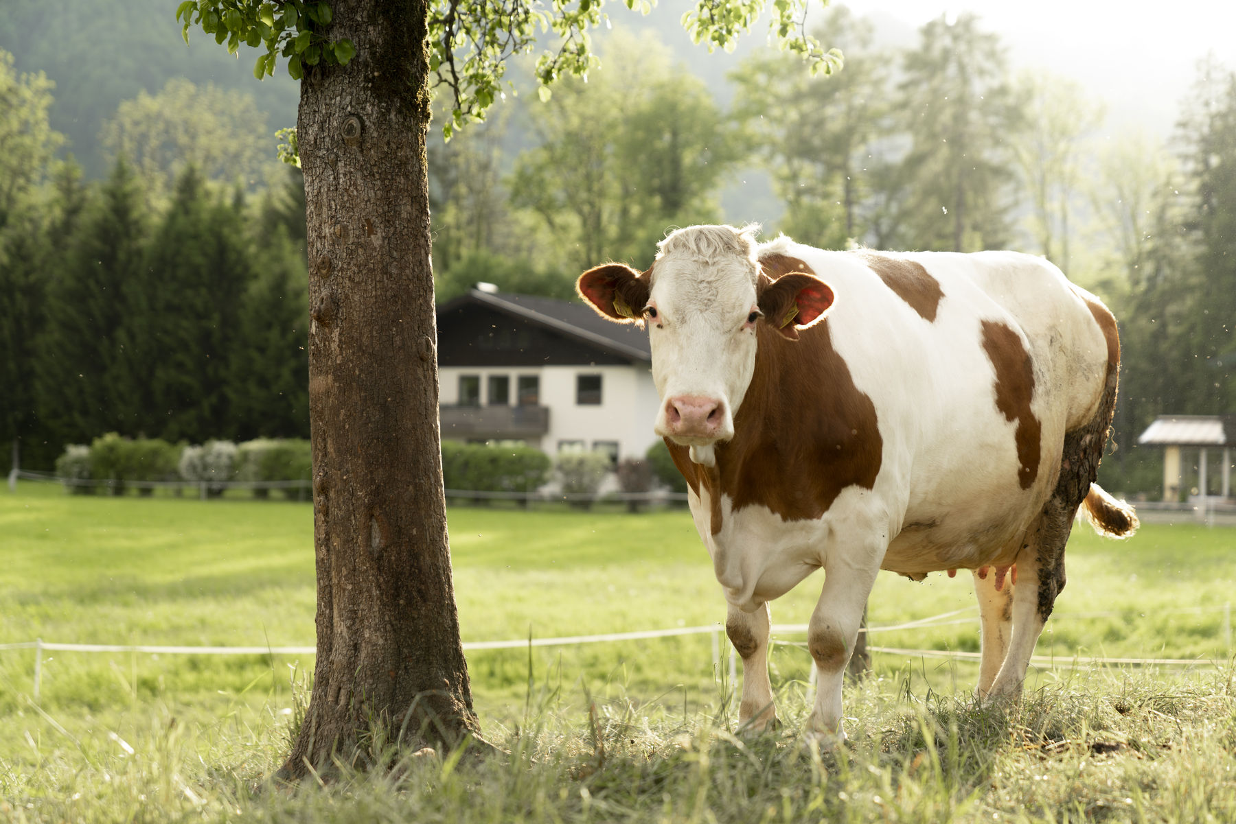 Langwies_Natur_28.jpg © Privat