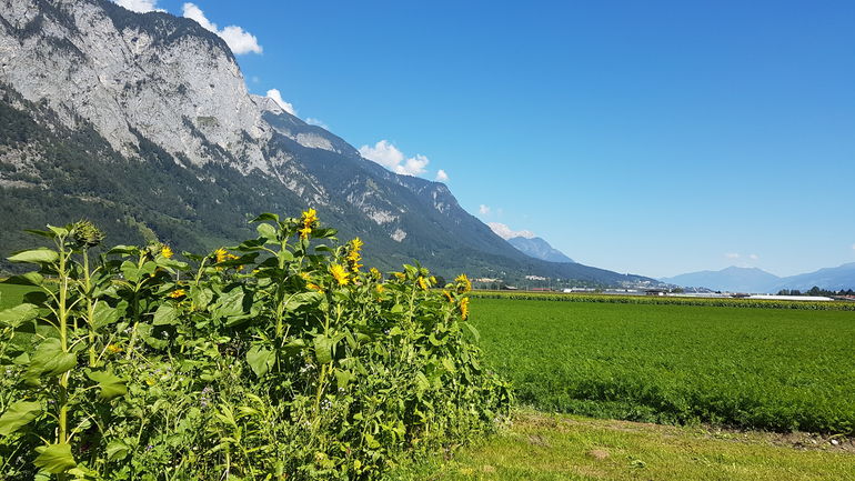 Sonnenblumenfeld © LK Tirol/Brotzeller