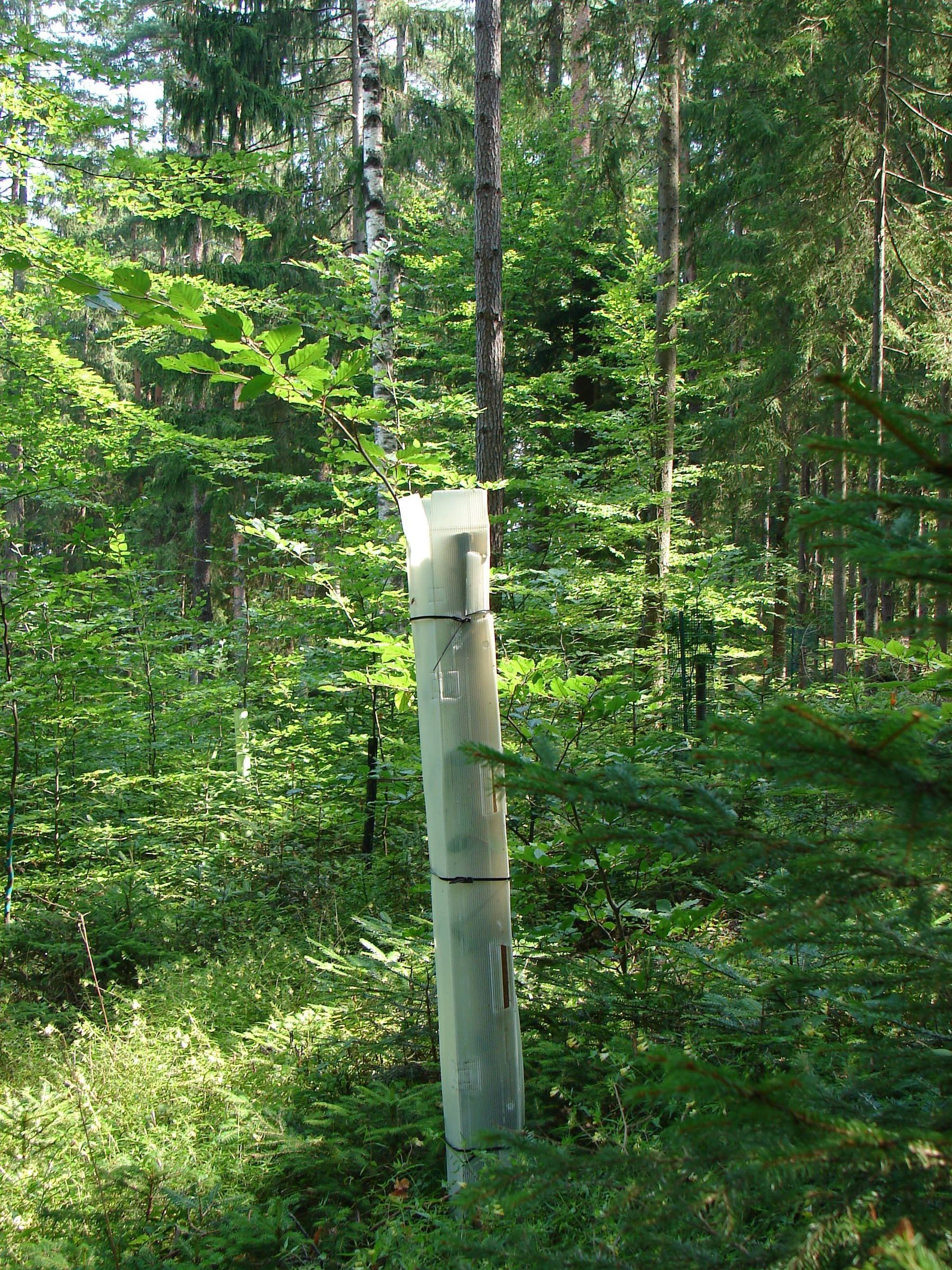 Monowuchssäule (c) Schaschl.jpg © LK Kärnten/Schaschl