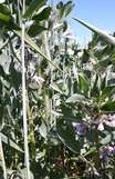 Wintertriticale_Winterackerbohne.jpg © BWSB/Gerstl