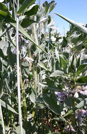 Wintertriticale_Winterackerbohne.jpg © BWSB/Gerstl