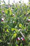 Wintertriticale_Winterfuttererbse.jpg © BWSB/Gerstl