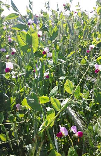 Wintertriticale_Winterfuttererbse.jpg © BWSB/Gerstl