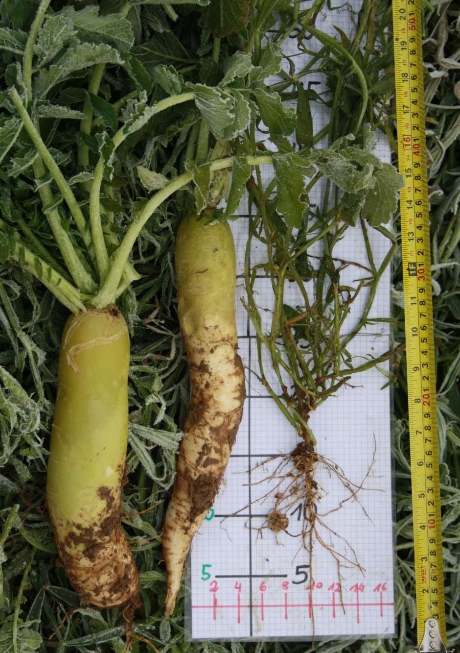 Zwischenfrüchte wie Meliorationsrettich und Pigmentplatterbse gehören zu den Mischkulturen eine perfekte Symbiose.jpg © BWSB/Gerstl