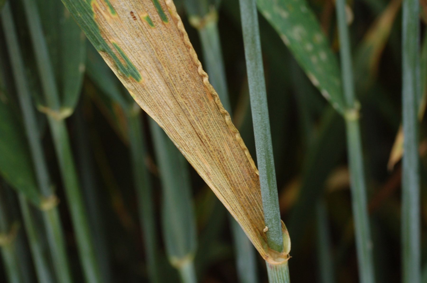 Septoria tritici an Weeizen.jpg © LK NÖ