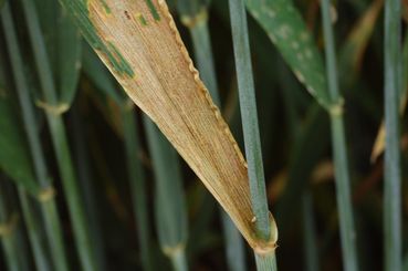 Septoria tritici an Weeizen.jpg © LK NÖ