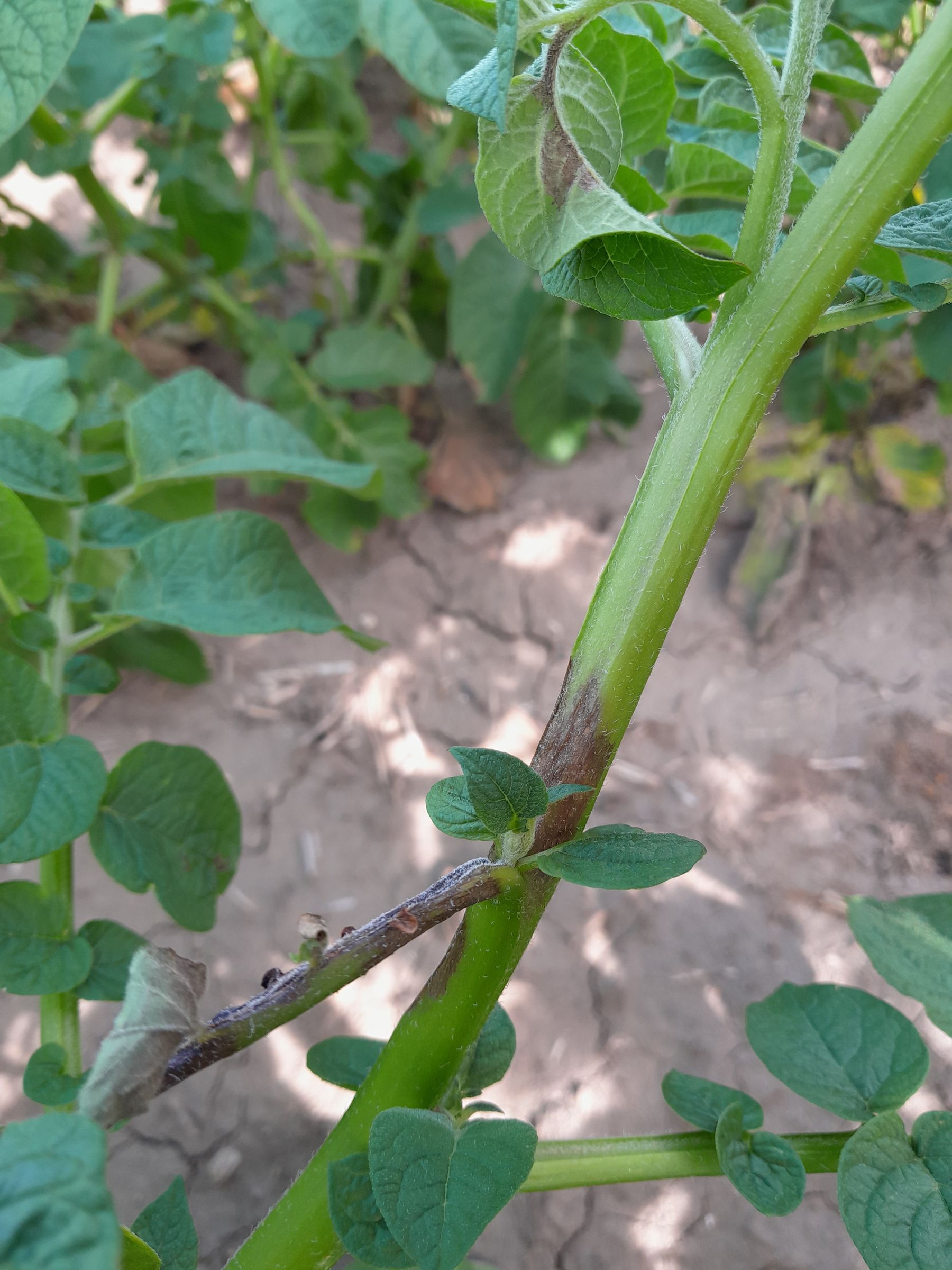 Stängelphytophtora.jpg © LK NÖ
