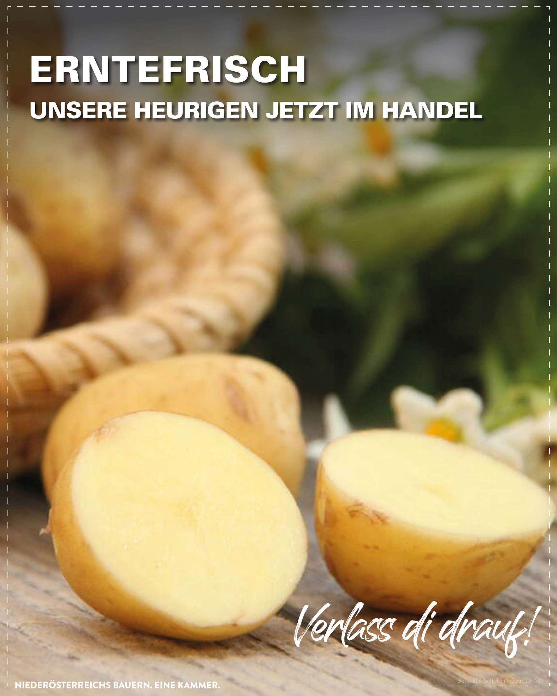 Sharebild Heurige Erdäpfel.jpg © LK NÖ