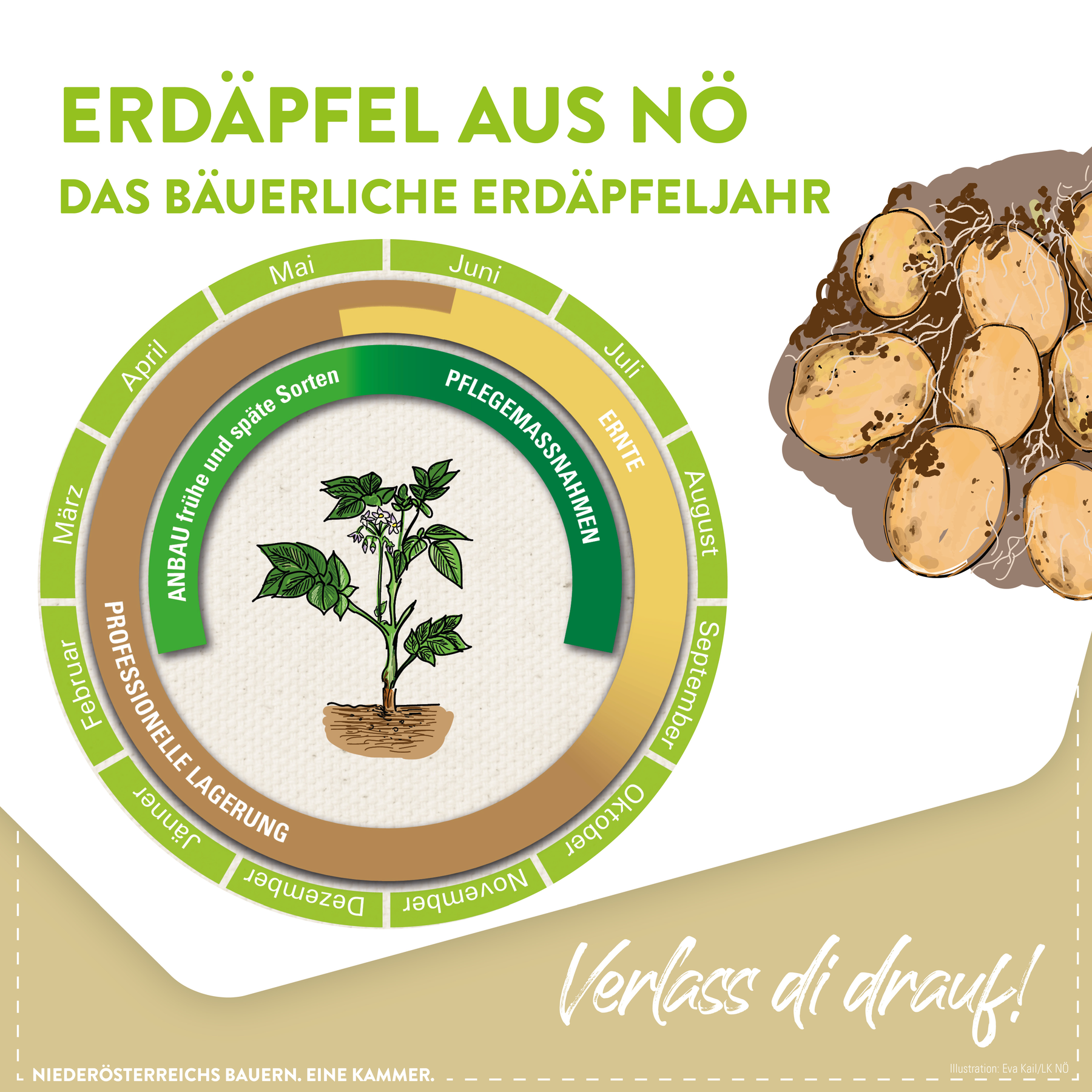 Das bäuerliche Erdäpfeljahr.png © LK Niederösterreich
