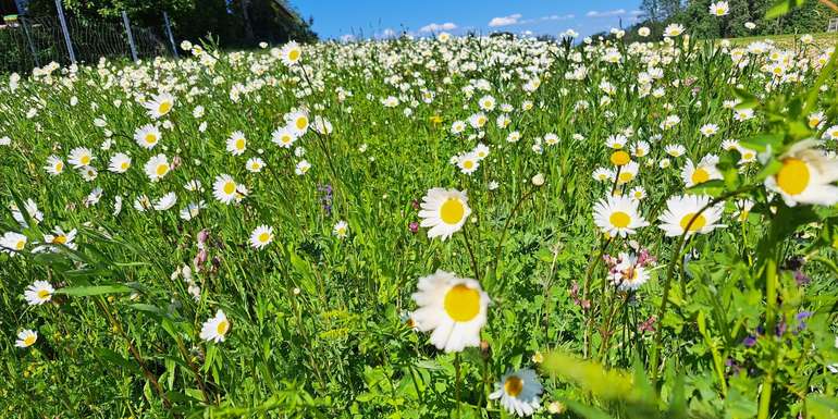 Biodiversitätsflächen stellen spezielle Anforderungen an die Bewirtschaftung.jpg © BWSB/Ömer