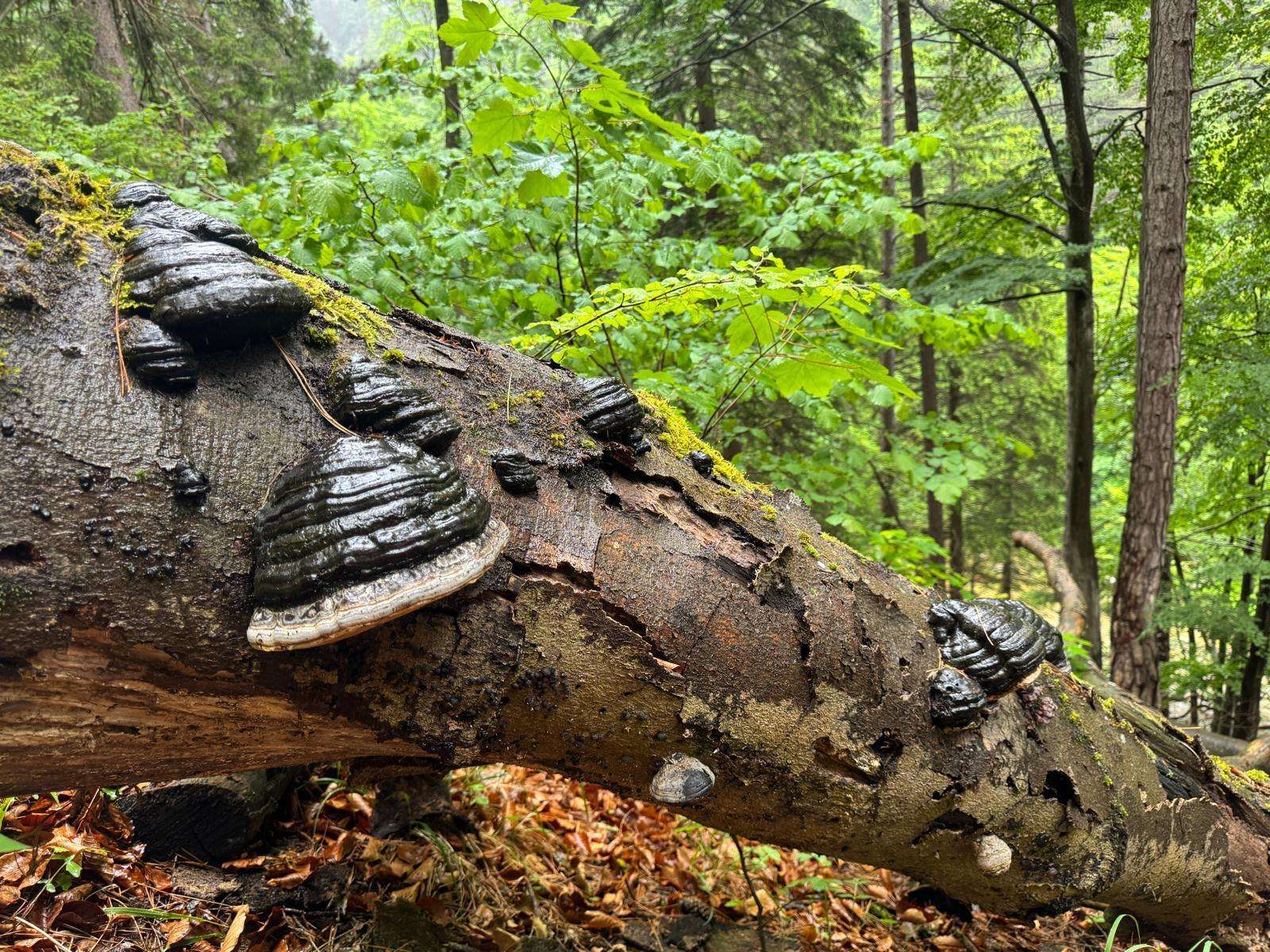 LiegendesTotholz1fördert die Biodiversität im Wald.jpg © BIOSA