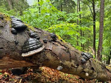 LiegendesTotholz1fördert die Biodiversität im Wald.jpg © BIOSA