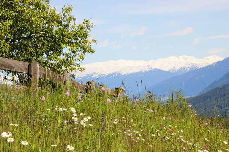 Hoch gewachsene Blumenwiese © Michaela Kölle