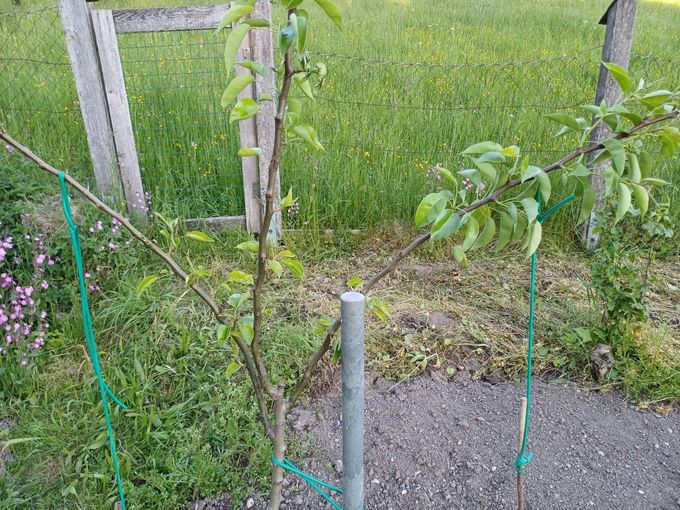 GARTENTIPP_ Spindelobstbäume gezielt formieren.jpg © LK OÖ/Strebl