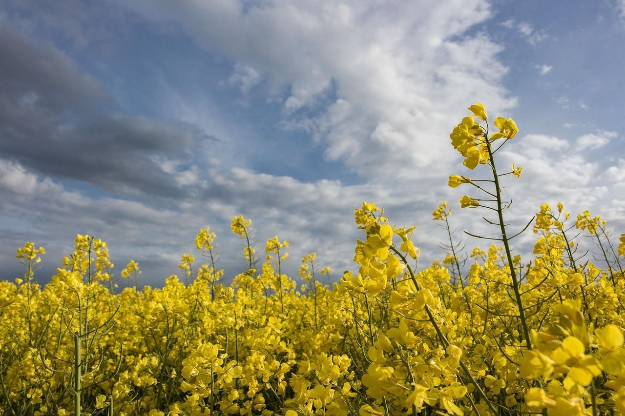 oilseed-rape-2261938_1280.jpg © Archiv