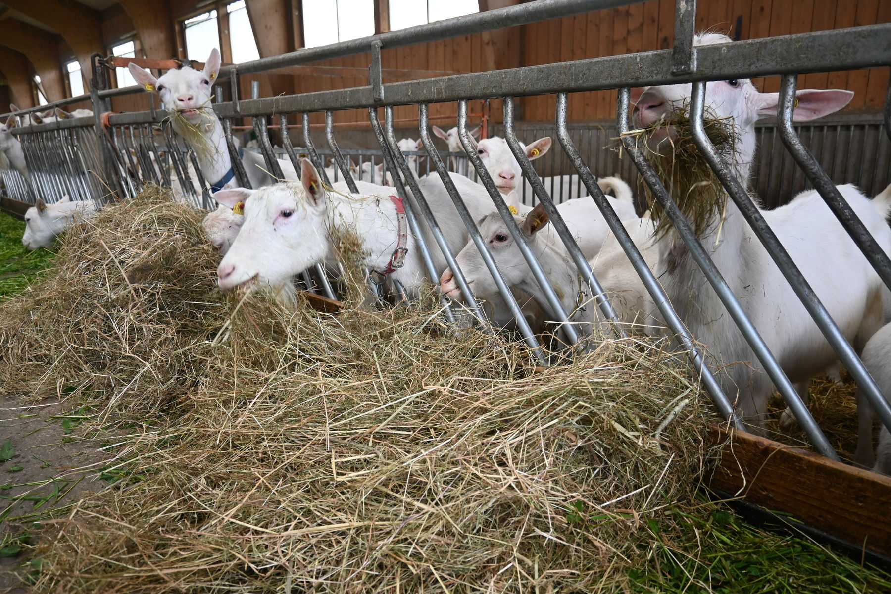 Abb. 1. Ziegen.jpg © LK OÖ/Hebesberger