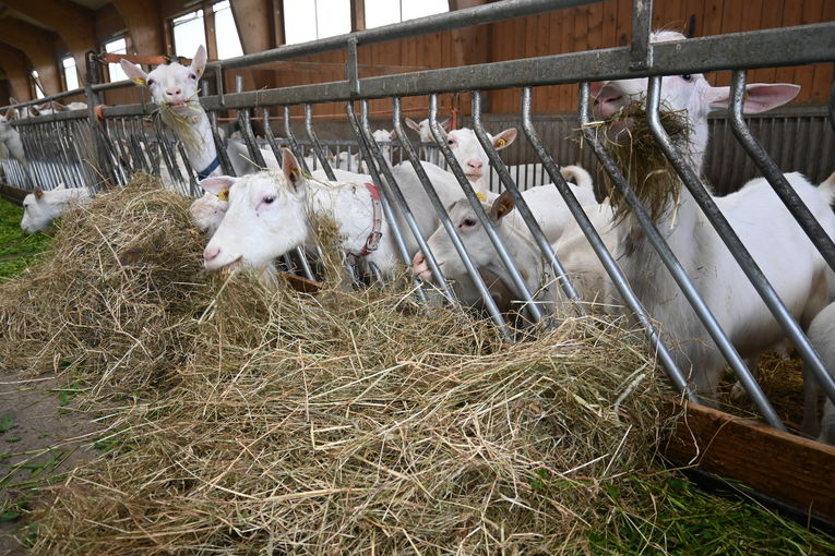 Abb. 1. Ziegen.jpg © LK OÖ/Hebesberger Abb. 1. Ziegen.jpg © LK OÖ/Hebesberger
