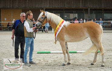 HA_STBA_LJS_2025-206 Mira.jpg © Wuzella/ Landes-Pferdezuchtverband