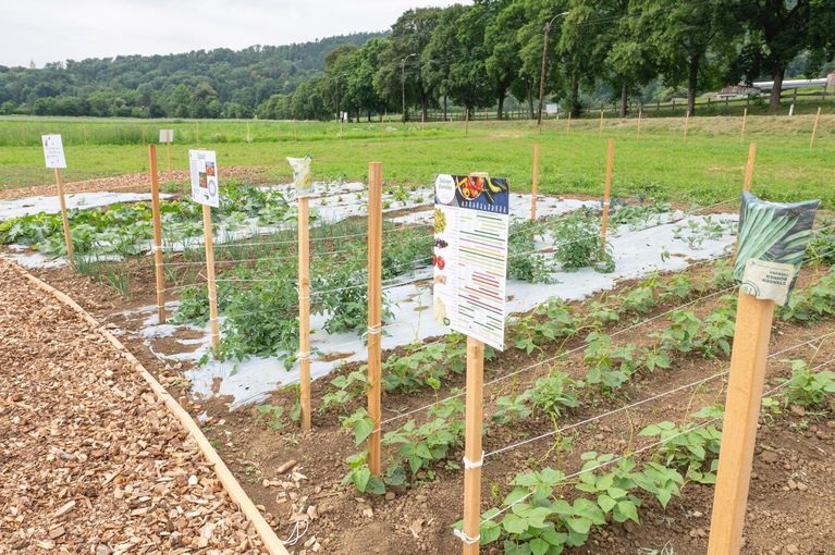 Weltacker startet in Saison 2025 3.jpg © LK Steiermark/Danner