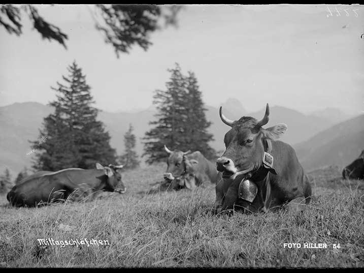 Landwirtschaft früher.jpg © Bregenzerwald Archiv, Sammlung Hiller
