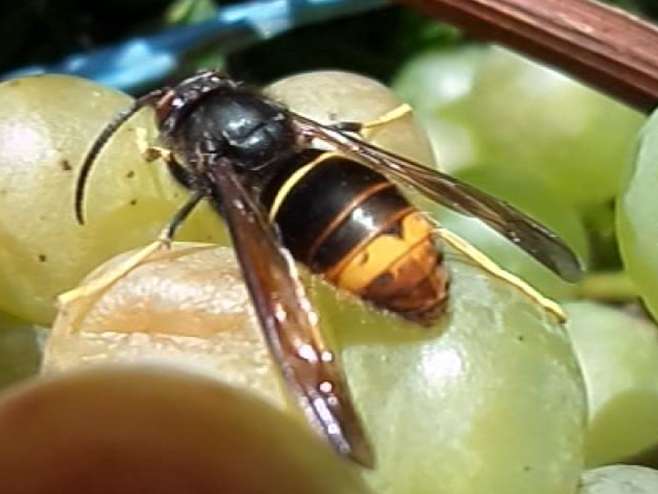 Asiatische Hornisse.jpg © EPPO Asiatische Hornisse.jpg © EPPO