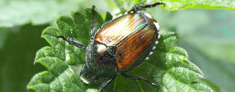 Japankäfer.jpg © EPPO Japankäfer.jpg © EPPO