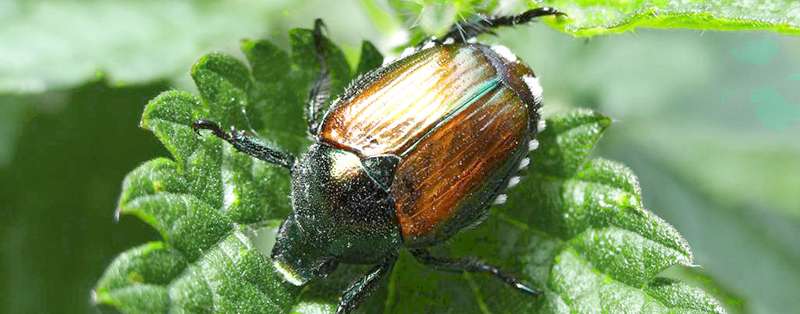 Japankäfer.jpg © EPPO Japankäfer.jpg © EPPO